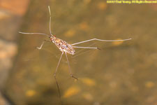 water strider